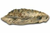 Fossil Woolly Mammoth Lower M Molar - Poland #370400-3
